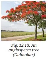 angiosperm tree