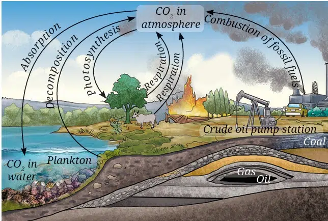 carbon cycle
