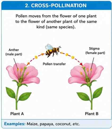 cross Pollination