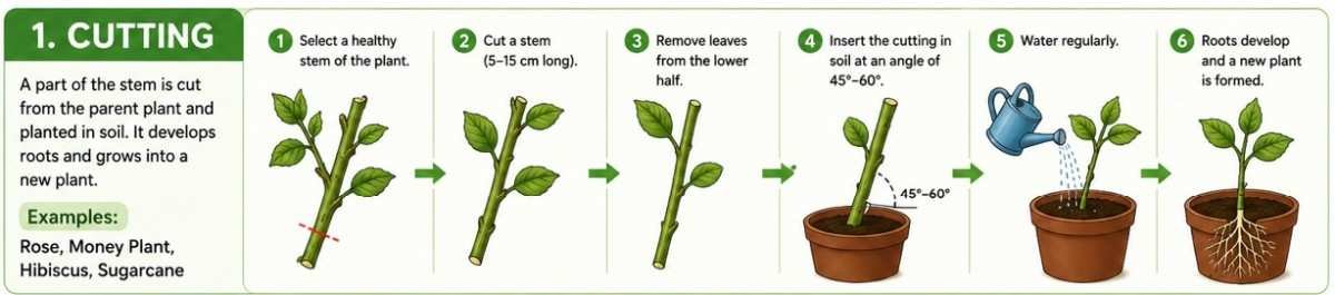 cutting vegetative propagation