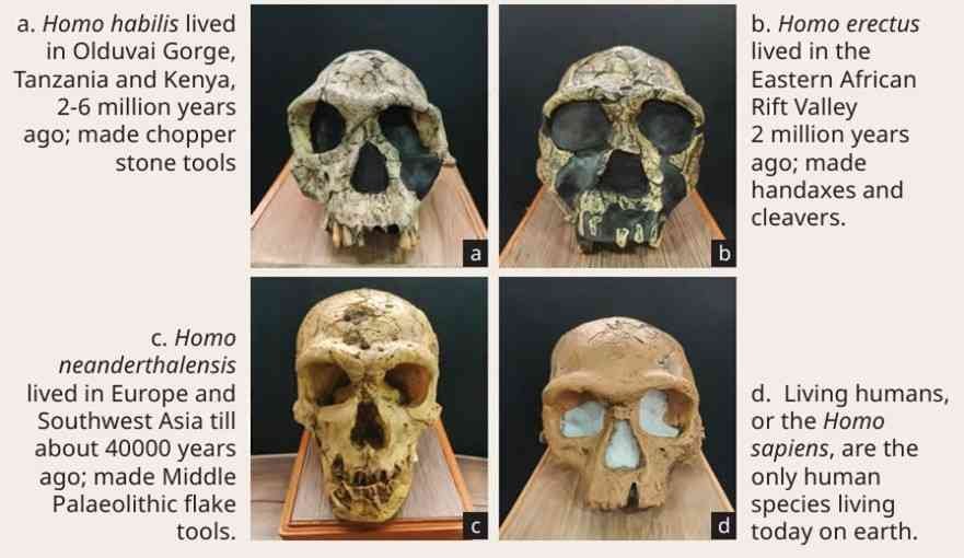 early humans and beginning of civilisation figure 4