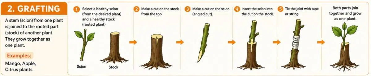 grafting vegetative propagation