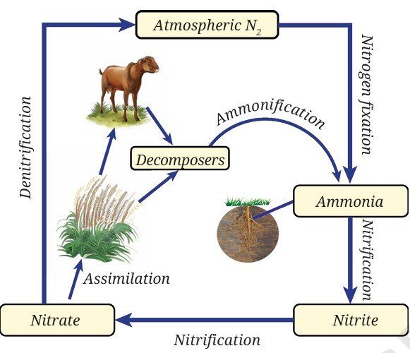 nitrogen cycle