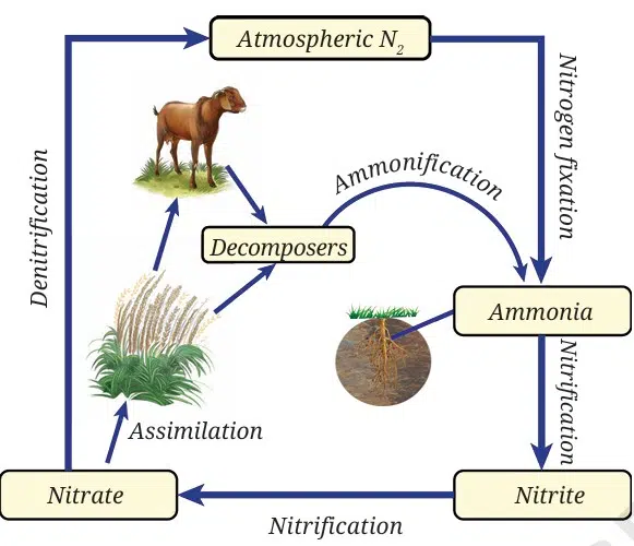 nitrogen cycle