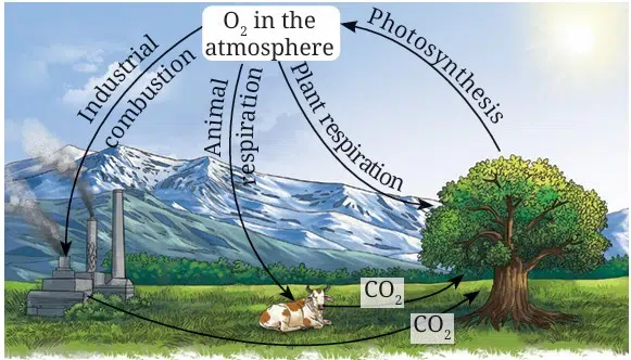 oxygen cycle