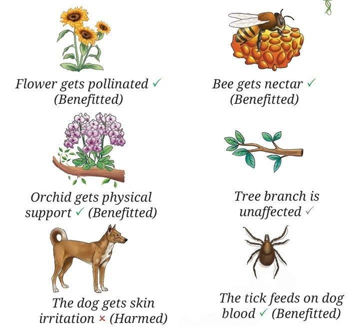 Different types of interactions between organisms