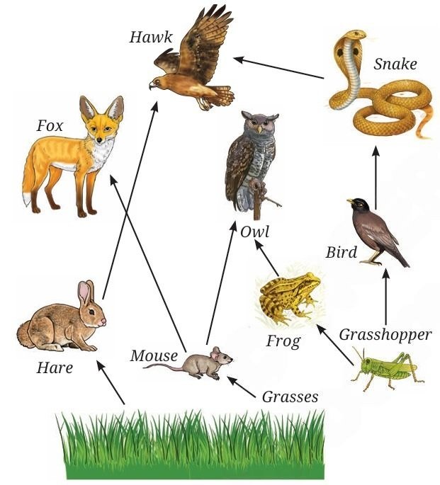 Food web