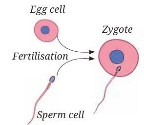 Our Home Earth a Unique Life Sustaining Planet Class 8 Notes Formation of zygote