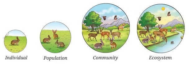 Individual  to ecosystem