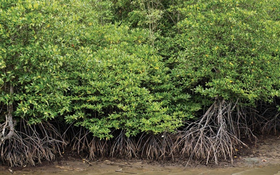 Mangrove forest in Sundarbans