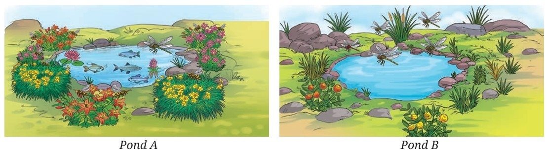 Pond A with fish and Pond B without fish