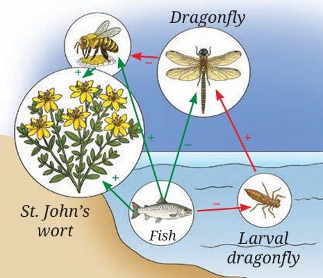 The red arrows represent the direct effect, and the green arrows represent the indirect effect