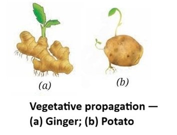Our Home Earth a Unique Life Sustaining Planet Class 8 Notes Vegetative propagation Ginger and Potato