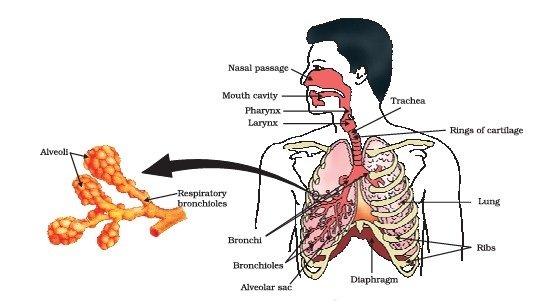 fig 3 16