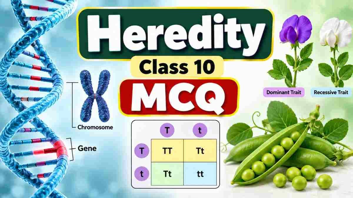 Heredity Class 10 MCQ Heredity Class 10 MCQ