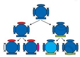 Heredity Class 10 MCQ fig 1 3