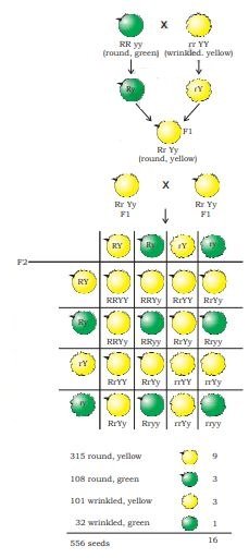Heredity Class 10 MCQ fig 2 3