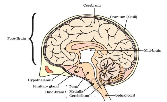 Control and Coordination Class 10 MCQ fig 2