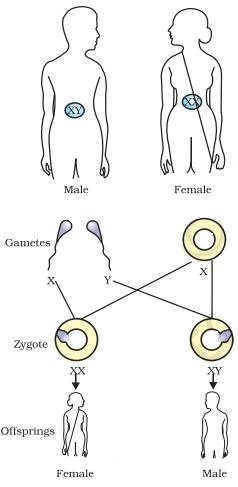 Heredity Class 10 MCQ fig 3 2
