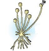 fig 5 1