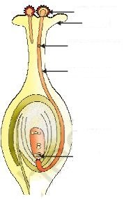 fig 7